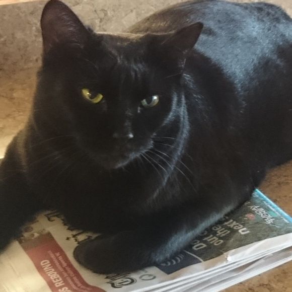 Meet your Posher, Melissa - Picture 1 of 1